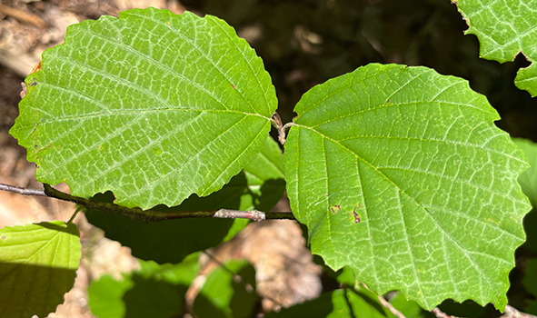 Witch-hazel leaves.