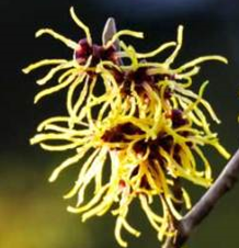 Witch-hazel flowers.