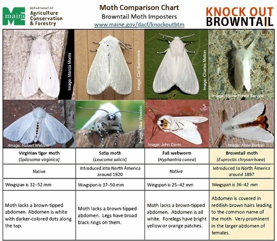 Chart showing difference between four species of moths.