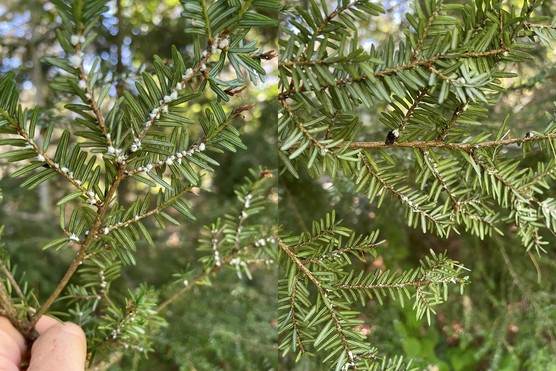 Two photos of hemlock twigs