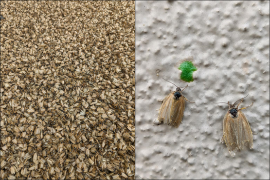 Two photos of moths