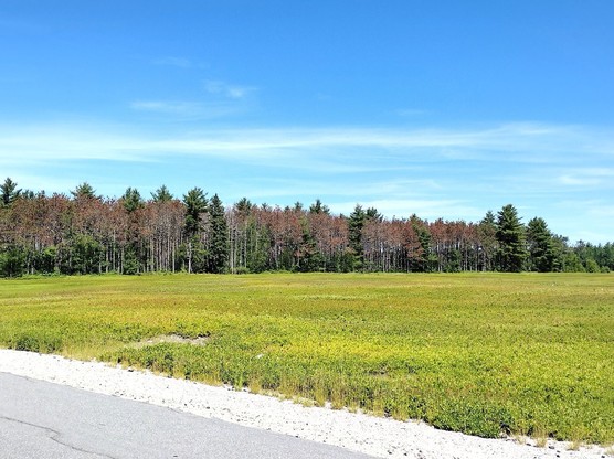 Panoramic photo of a field with red pine trees