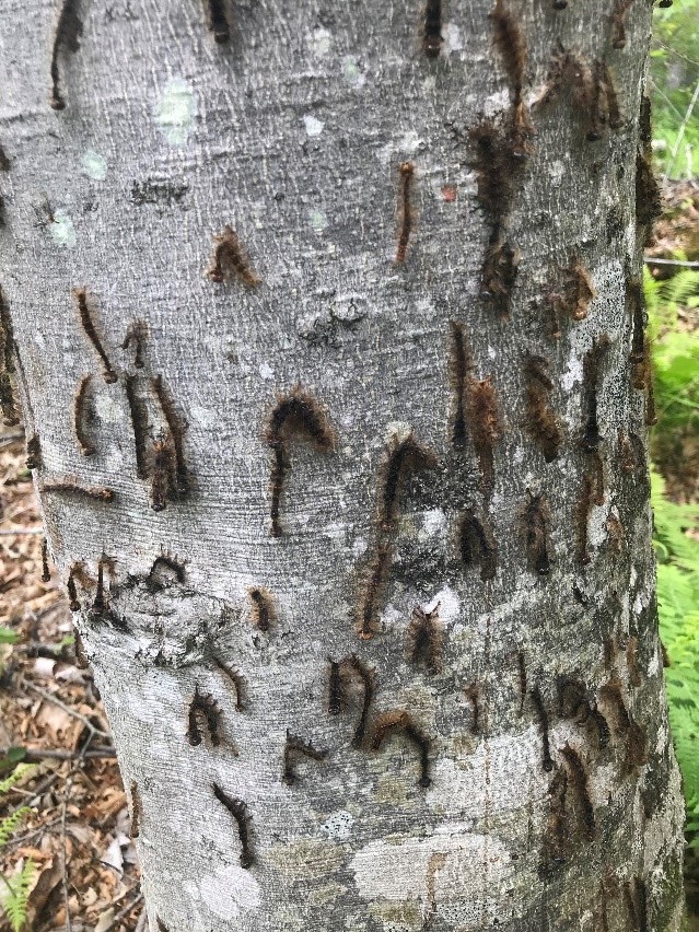 Dead caterpillars on a tree trunk