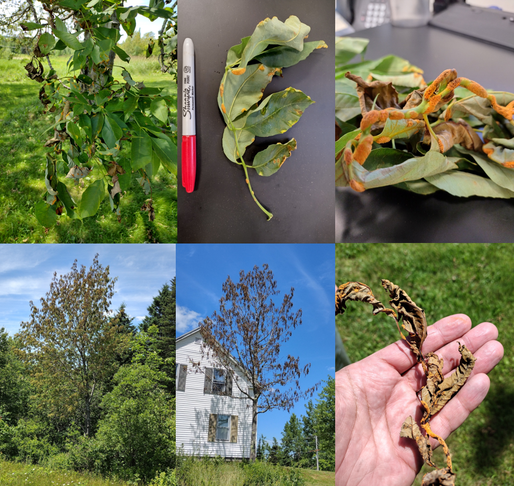 Collage of many pictures showing ash rust