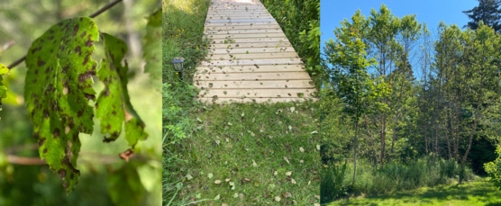 Three photos of birch leaves 