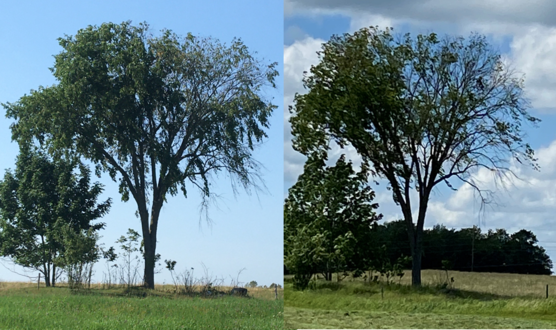 Two photos of the same elm tree at different times.