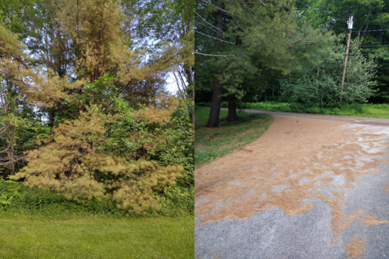 Two photos showing yellowing pine needles dropping on the ground.