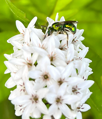 Metallic green sweat bee on a white flower.