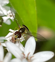 Pollinator on a white flower. 