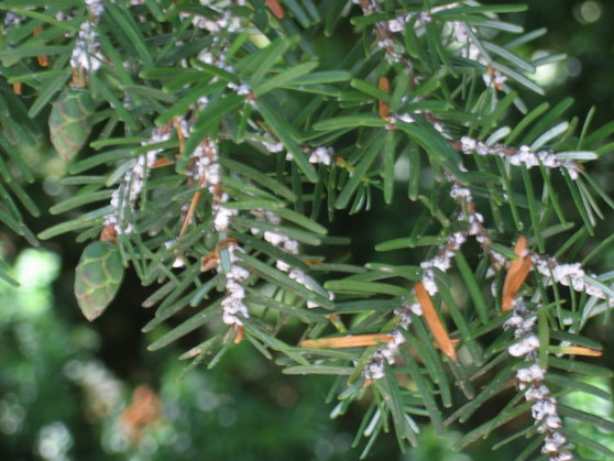 hemlock woolly adelgid infestation