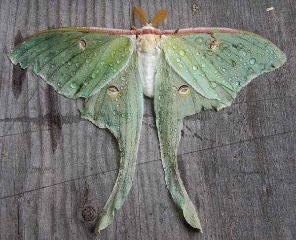Luna moth photo by Tim Healy.