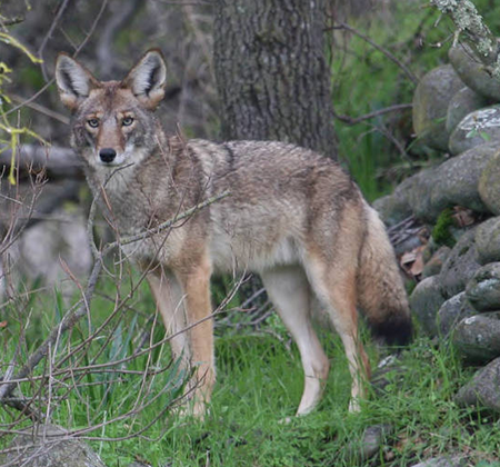 Coyote in woods near a stone wall. Photo courtesy of USFWS.