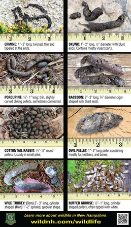 Scat identification card from the NH Fish and Game Department.