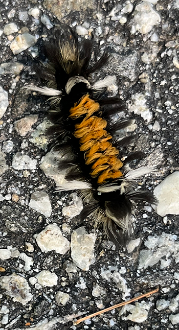 Milkweed Tussock Moth Caterpillar. Photo by Jocelyn Hubbell.