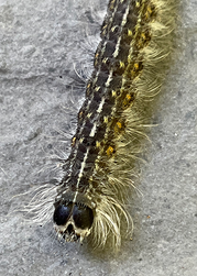 Owl-eyed Bird Dropping Moth caterpillar? Photo by Jocelyn Hubbell.