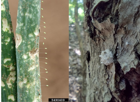Two photos of eggs on the side of a stem, and a larva on a tree branch