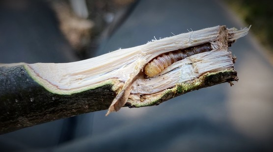 End of a twig showing a larva inside