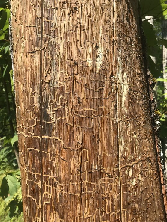 Close up of a tree trunk with galleries made by larvae