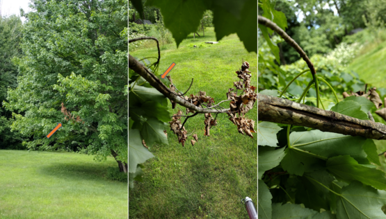 Three photos of branches showing damage