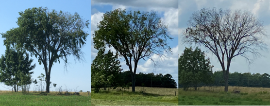 Three photos of the same tree as it degrades over time