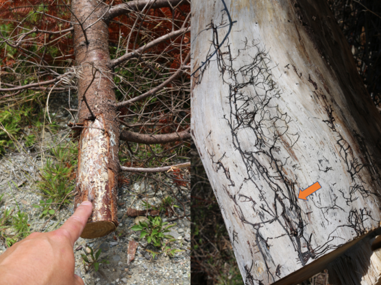 Two photos of tree trunks with fungal mycelia.