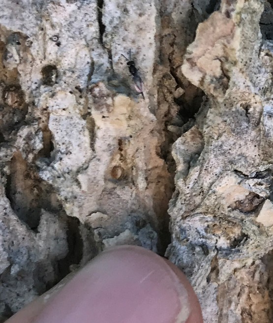 A close up of an insect on a tree trunk