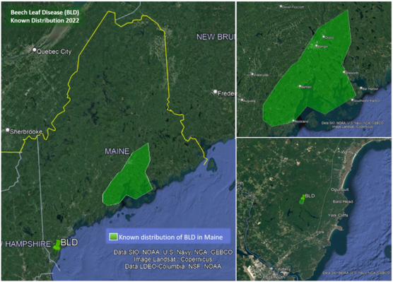 Map of Maine showing known range of beech leaf disease. It is marked in central Maine along the coast with one spot in the southern tip.