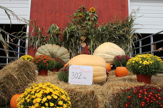 Litchfield Fair