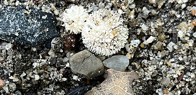 Northland Nature: Giant puffballs captivate among fall fungi - Duluth News  Tribune