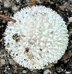 Closeup of a puffball mushroom of the genus Lycoperdon.
