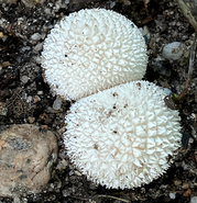 Two Lycoperdon puffball mushrooms side-by-side.