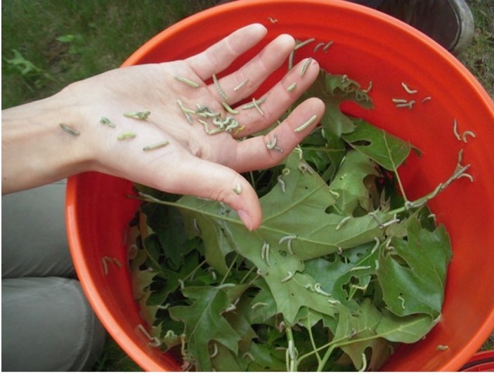 Caterpillars in Bucket