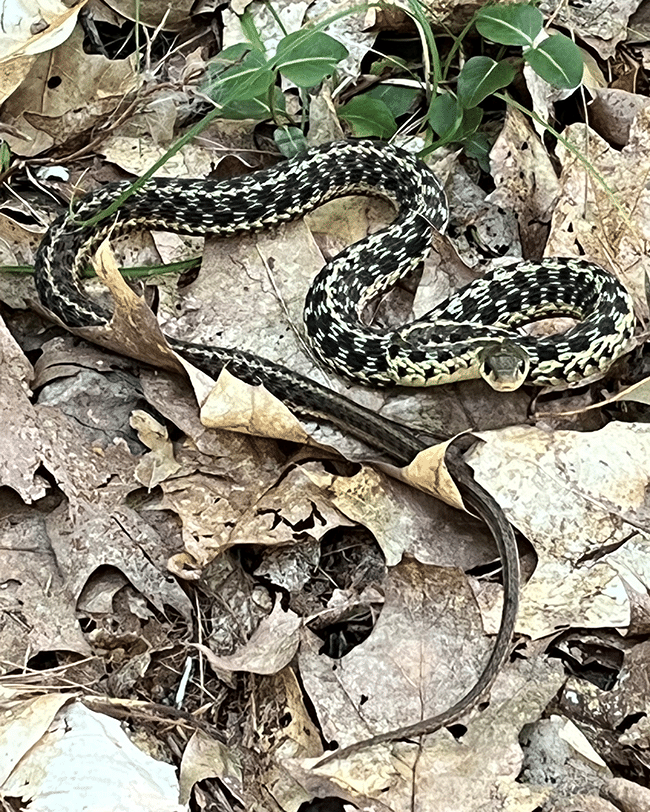 Nature Note 103: Basking Beauty - Common Gartersnake