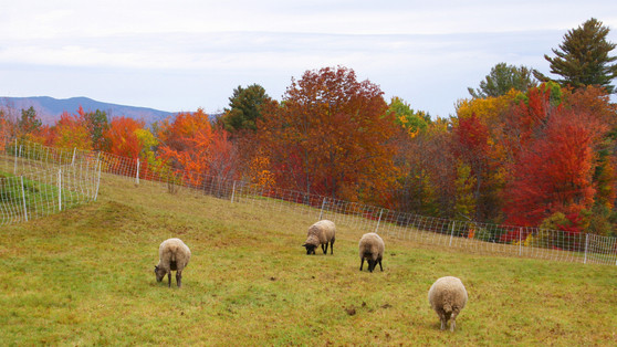 Photo Courtesy of Ron Lovaglio. 2022. Route 156 near Weld, ME.