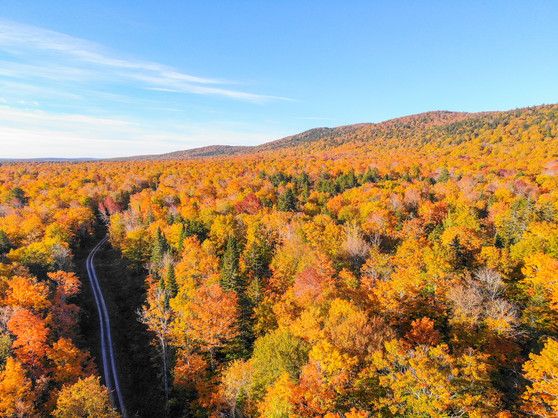 Photo Courtesy of Keith Draper, Maine Forest Service.