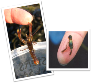 Photos of two small juvenile lobsters compared to a person's index finger. Photos by Jocelyn Hubbell.