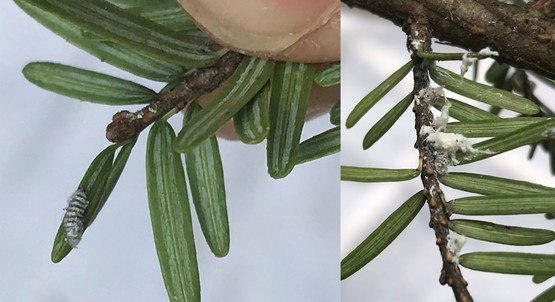 Image: (left) Laricobius larva and (right) disturbed HWA ovisacs caused by larval Laricobius feeding.