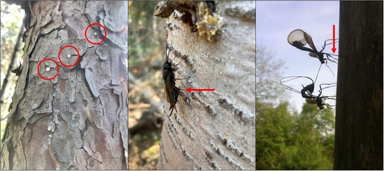 Three close up photos of bark and insects