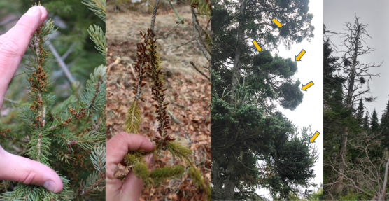 Four photos of mistletoe plants in spruce trees