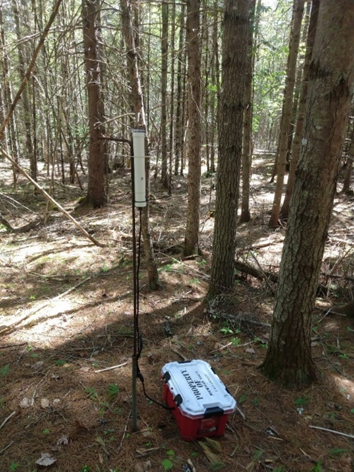 Pole and plastic tote in the forest