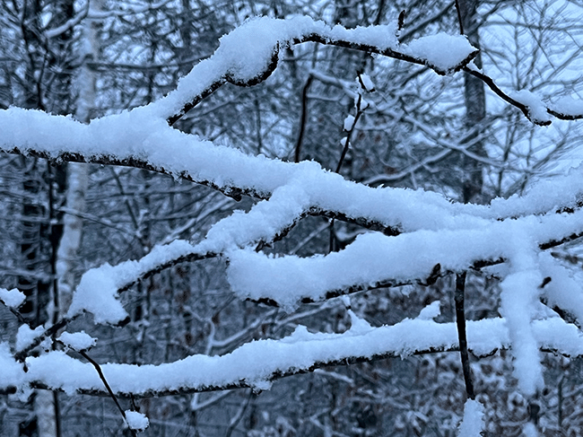 Snow-topped branches with a deciduous forest in the background.