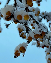 Snow covered berries.