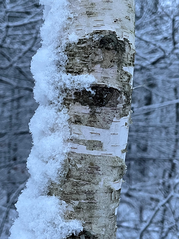 Snow edged birch.