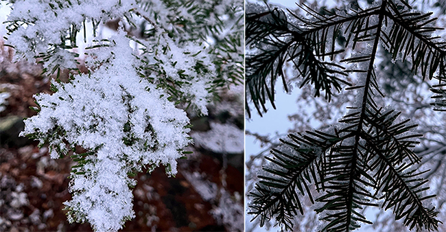 Top and underside of a snow-laden branch.