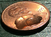 Water droplet on a penny.