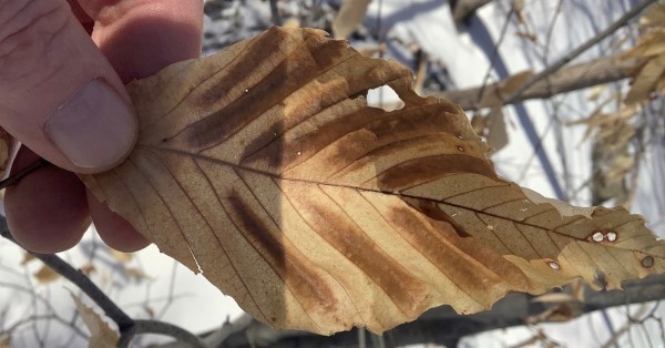 Winter signs of beech leaf disease