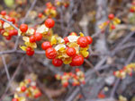 Bittersweet vine in fruit. An invasive species.