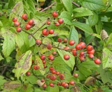 Multiflora rose in fruit - the rose hips.