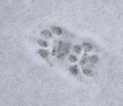 Cat track. WHEP photo rotated.