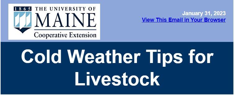 Winter Weather Tips for Livestock